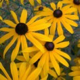 /album/galerie-de-photos-plantes-bouquet-coupe/rudbeckia-goldsturm-jpg/